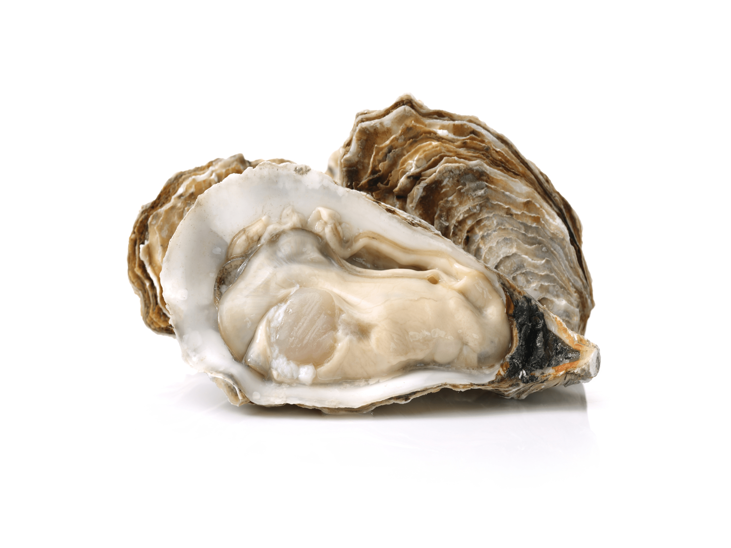 Clams vs Oysters Unveiling the Differences