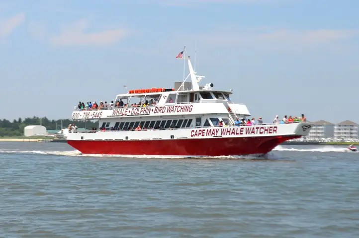 Whale Watching Photos The Cape May Whale Watcher