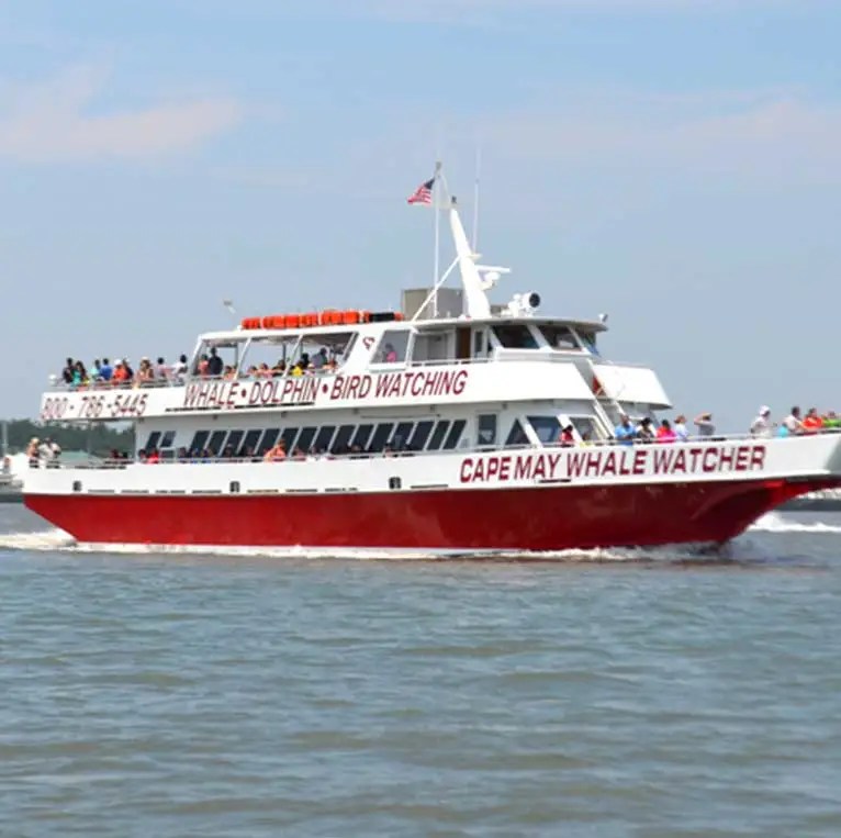 Whale Watching Photos The Cape May Whale Watcher