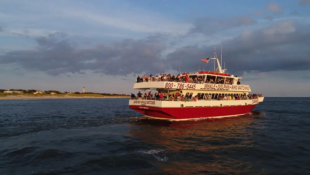 2018 Cape May Updates The Cape May Whale Watcher
