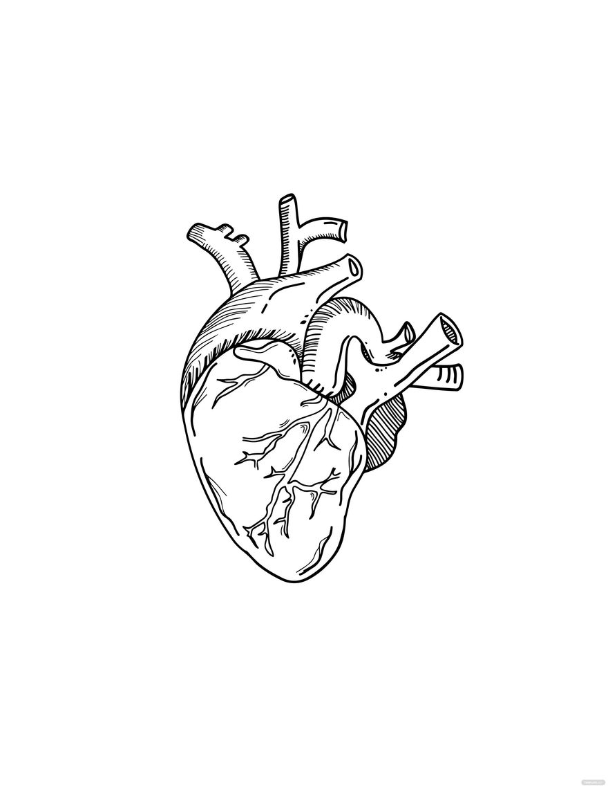 Human Heart Drawing in PDF, Illustrator, JPG, EPS, SVG, PNG Download