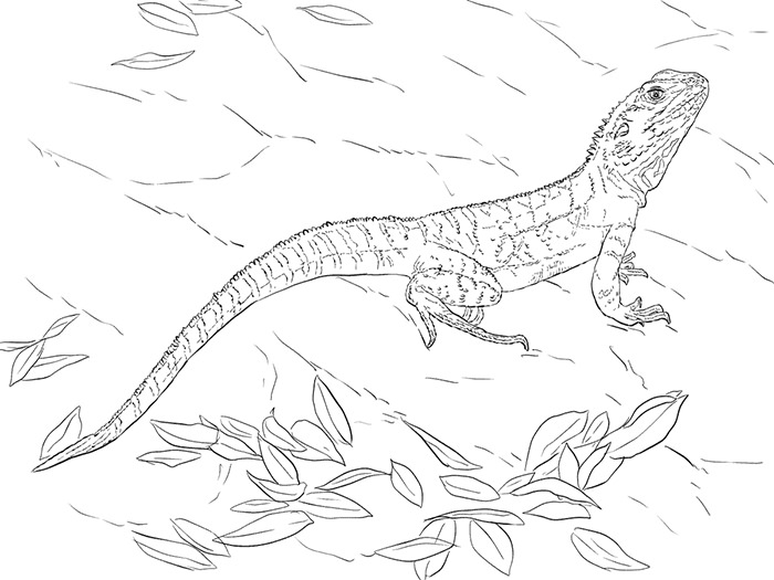 26+ Draco Lizard Coloring Page Nuage Detoiles