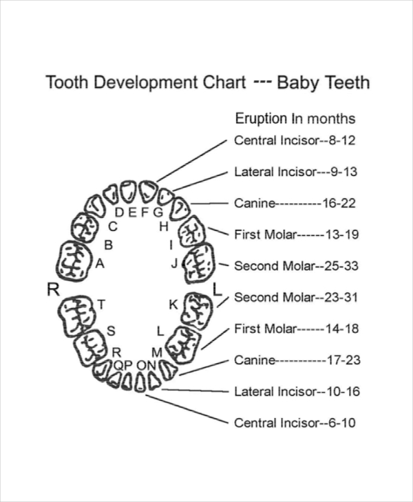 7+ Baby Teeth Growth Chart Templates Free Sample, Example, Format