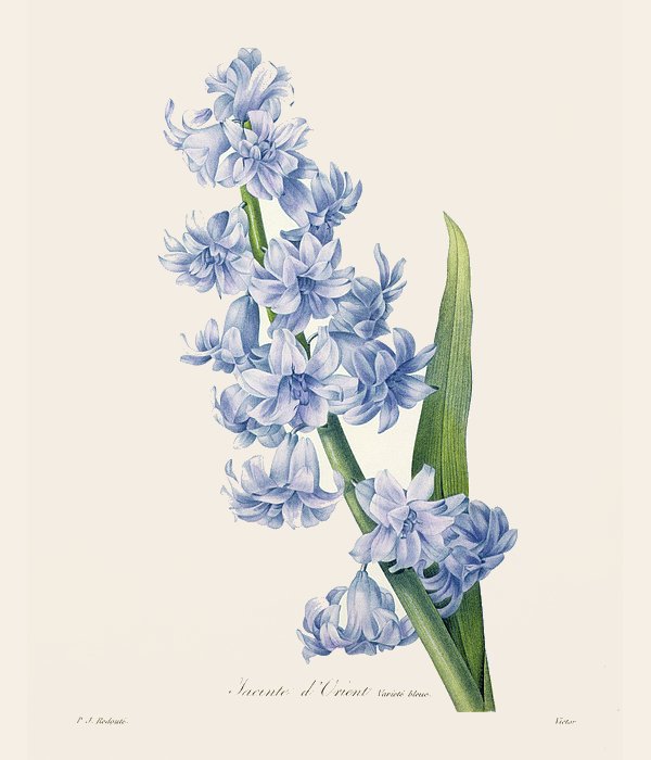 Free Flower Coloring Pages for Kids & Adults Homemade-Gifts.