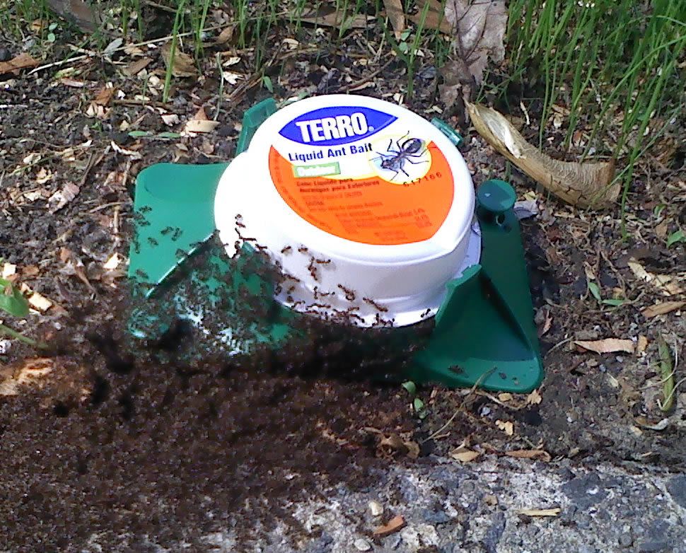 Little Black Ants Little Black Ant Control TERRO®