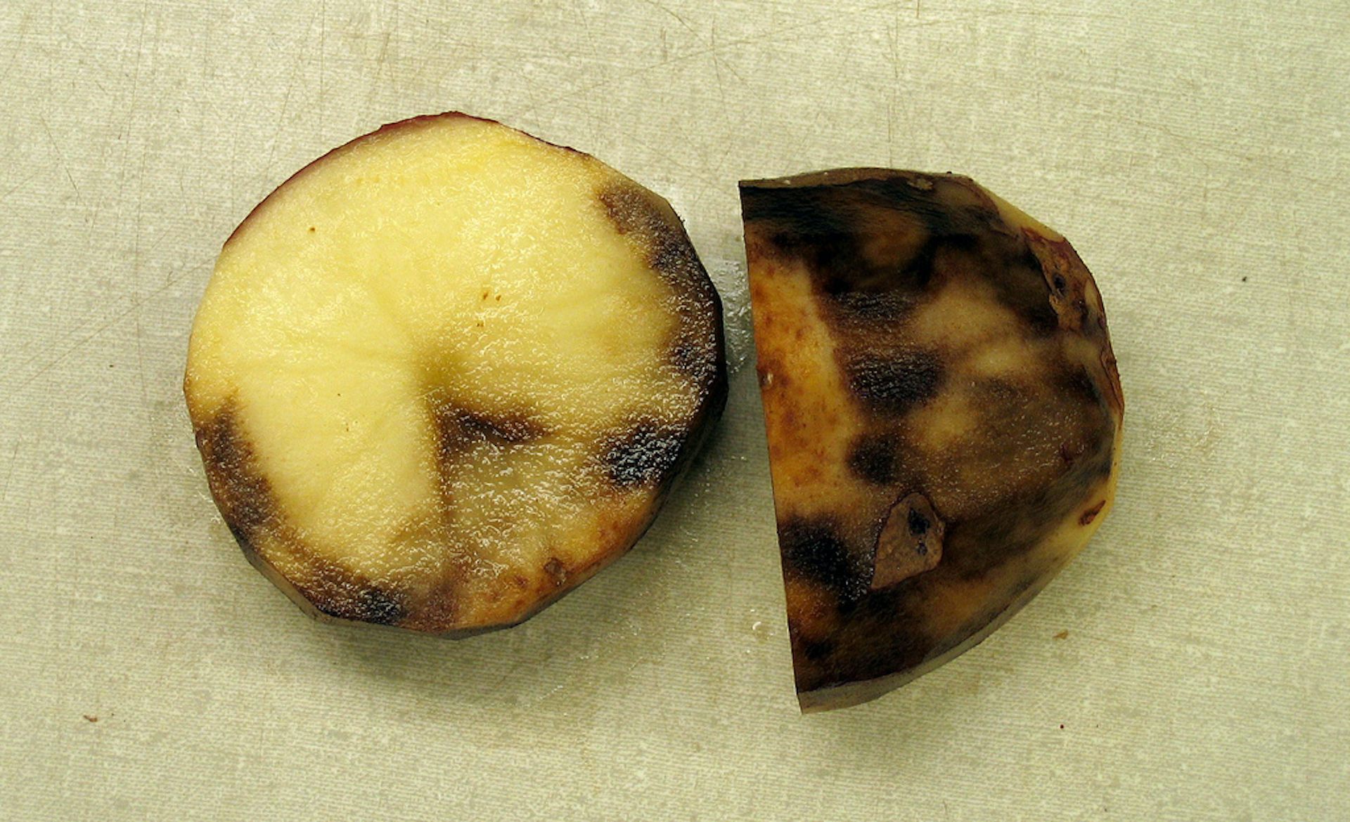 Scientists sequence potato genome to boost blight fight