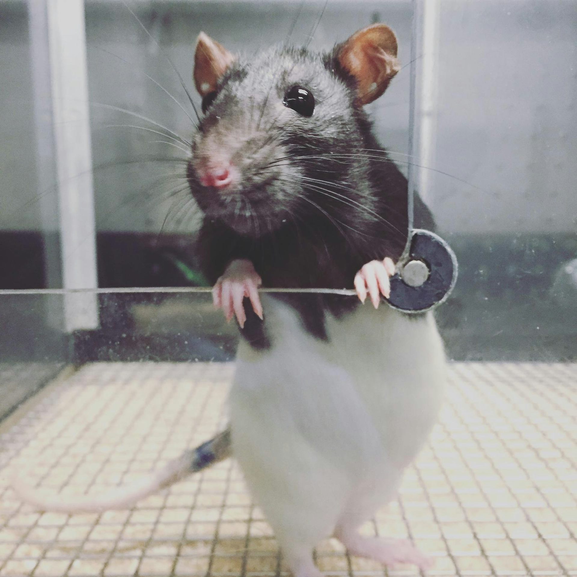 Las ratas nos dicen mucho sobre el sonido de nuestros orgasmos