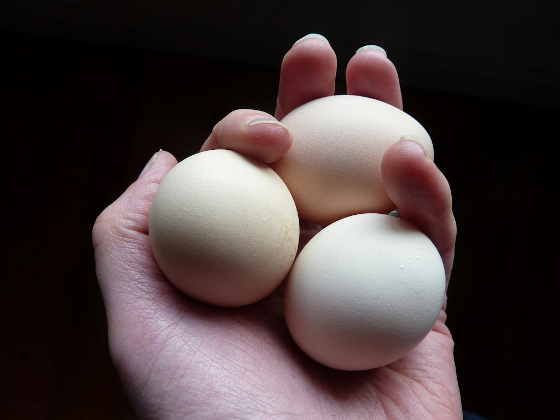 Don't get eggscited about free range the realities of poultry production
