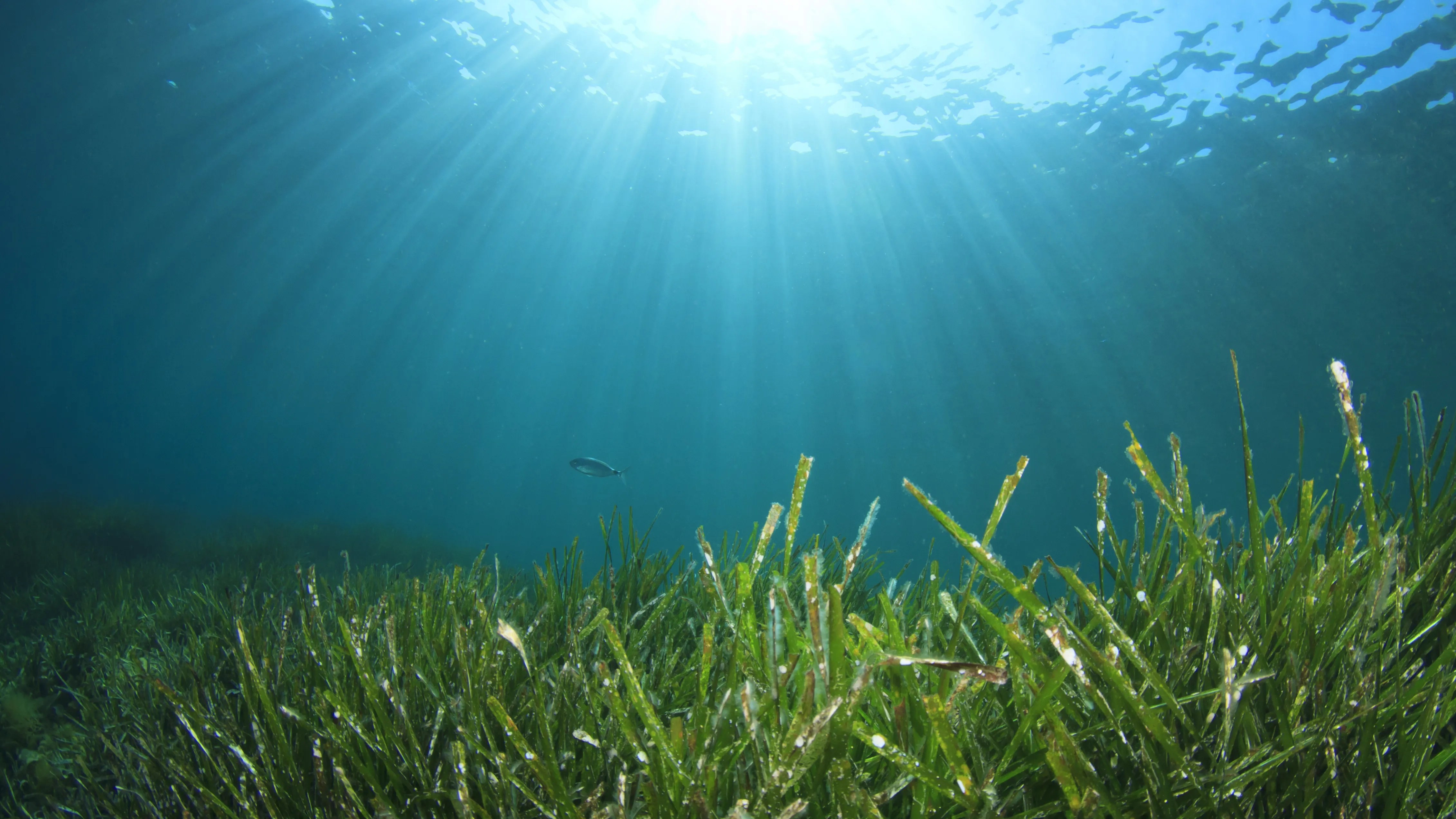 Can seagrass aquaculture help to halt climate change? The Fish Site