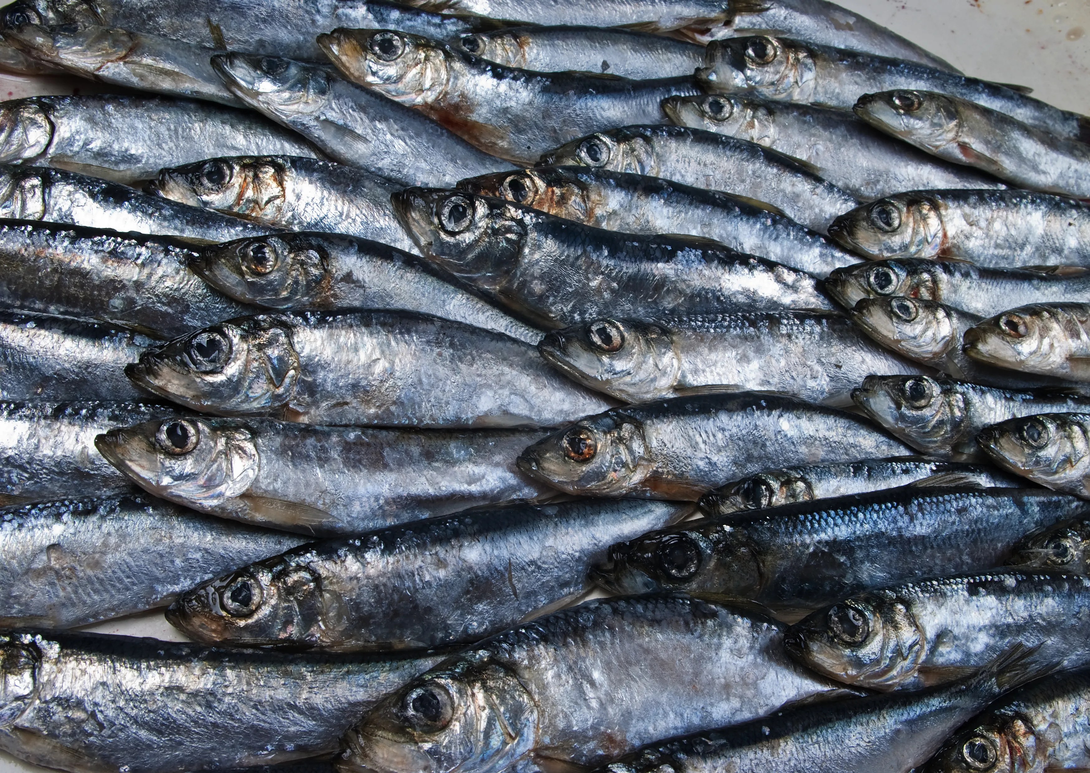Consumers urged to eat more oily fish The Fish Site