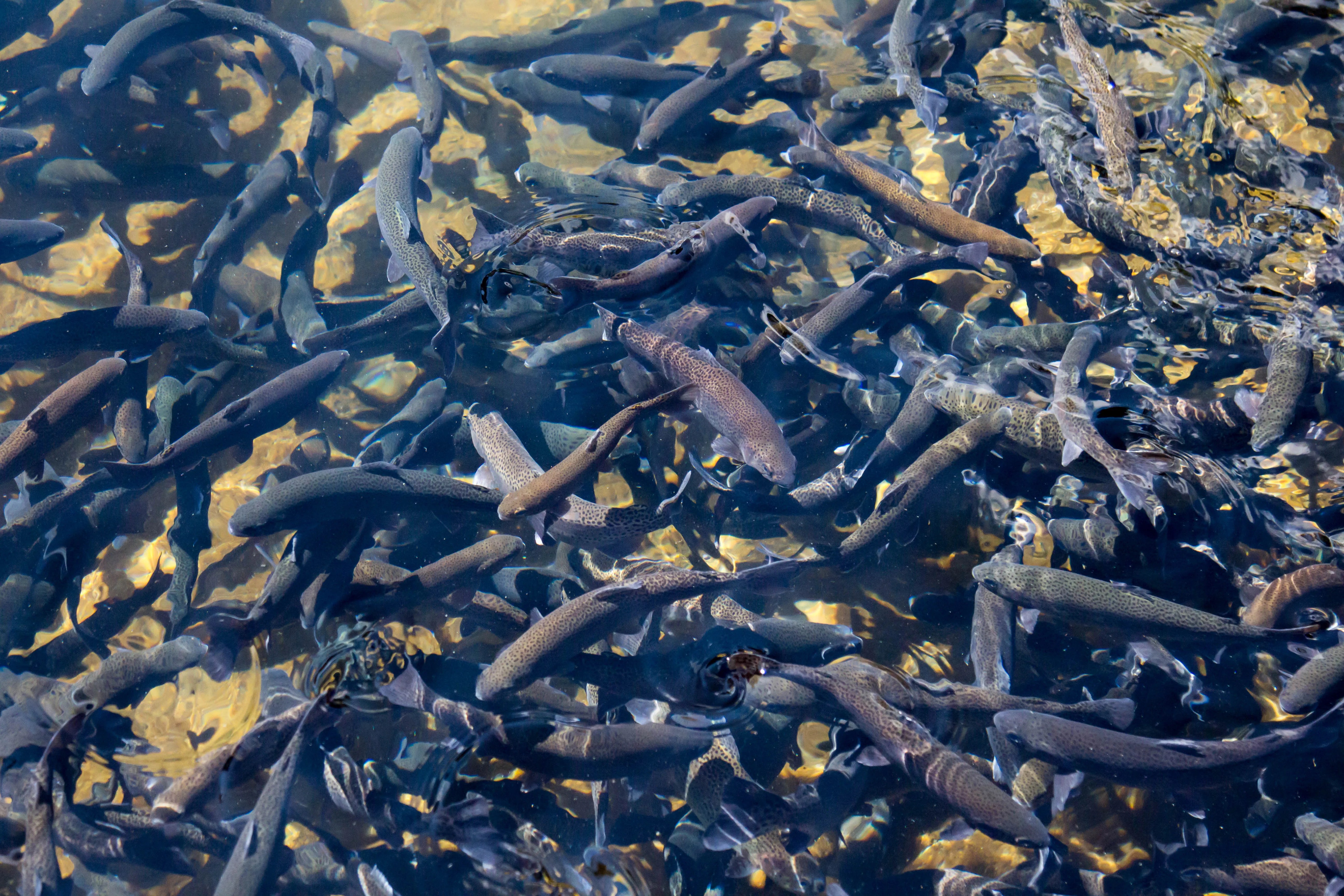 A Guide to Successful Trout Farming in Nepal The Fish Site