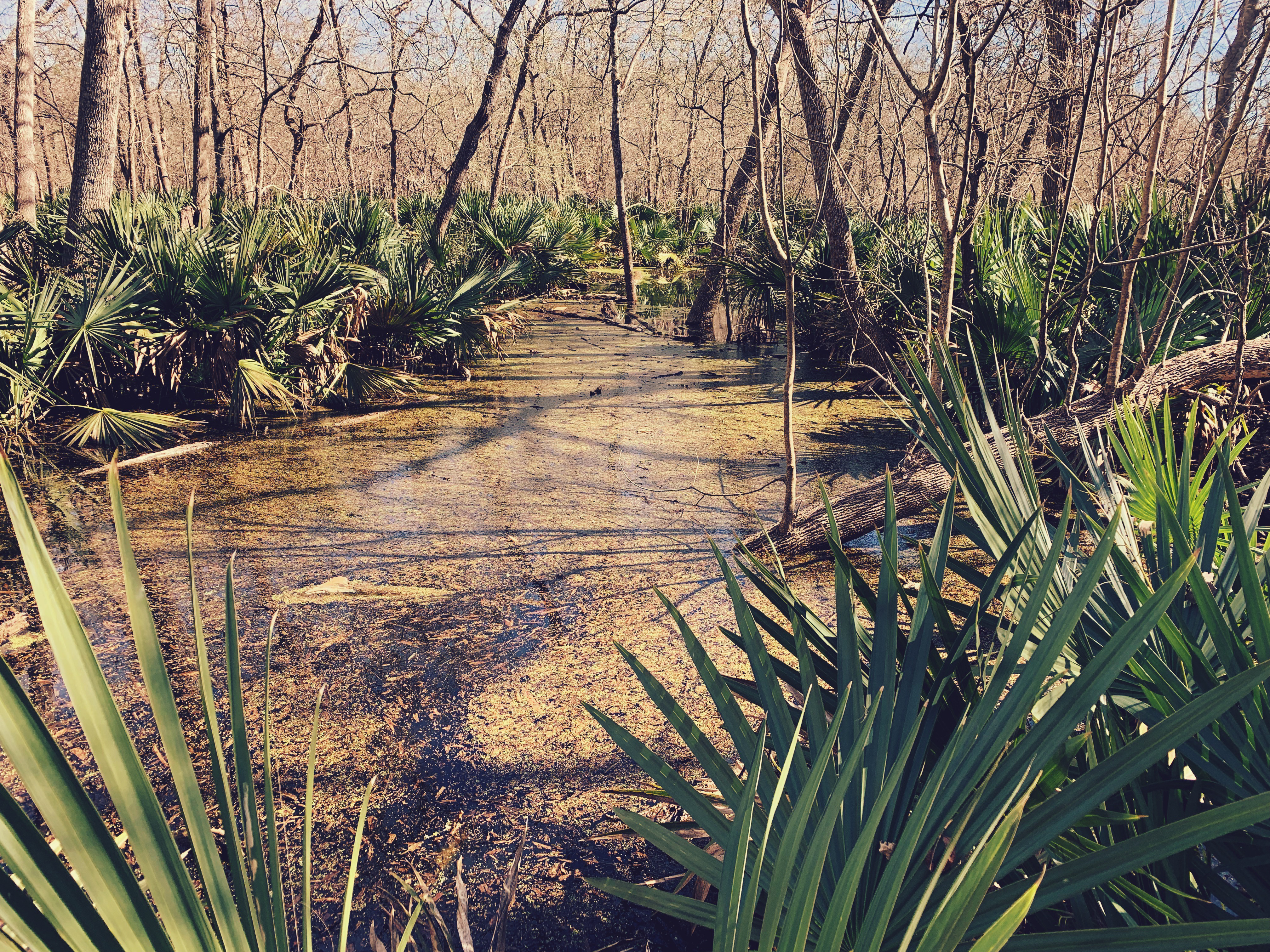 Hike the Ottine Swamp Trail, Gonzales, Texas
