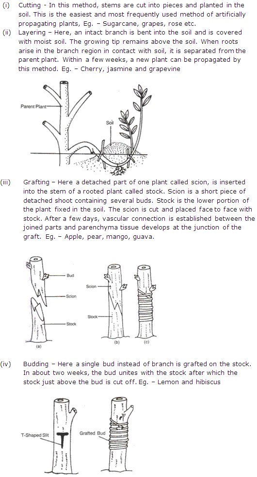 Frank Modern Certificate Solutions for Class 9 Biology ICSE Chapter 5