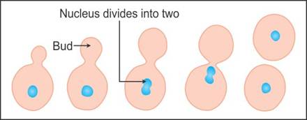 Draw a well labeled diagram of budding in yeast. - ij3vbl2mm