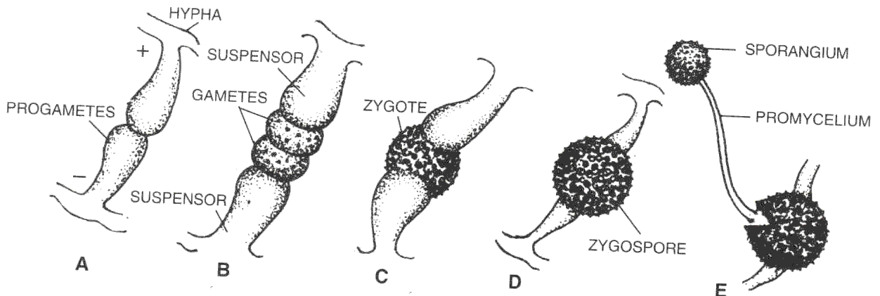 Explain the process of sexual reproduction in Rhizopus with the help of