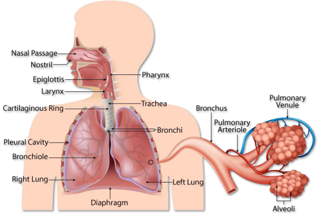 explain human Respiratory system - p7bvb988