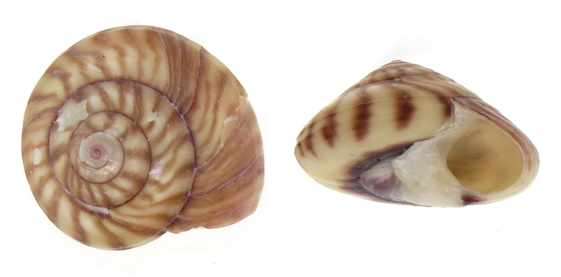 UMBONIUM ZELANDICUM TROCHIDAE Specimen Sea Shell Picture (TS137058NEW