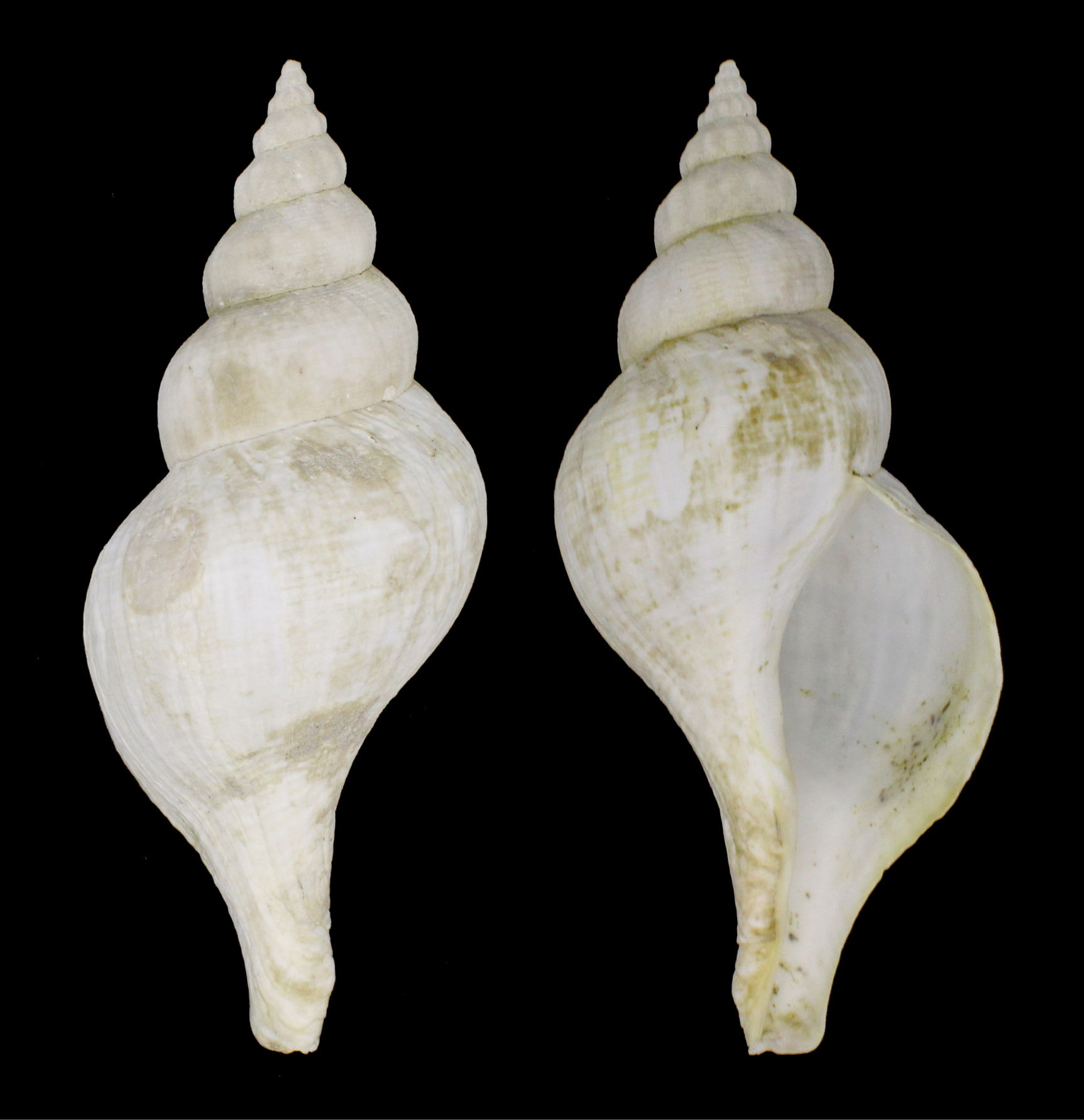 PENION CHATHAMENSIS BUCCINIDAE Specimen Sea Shell Picture (TS166706NEW