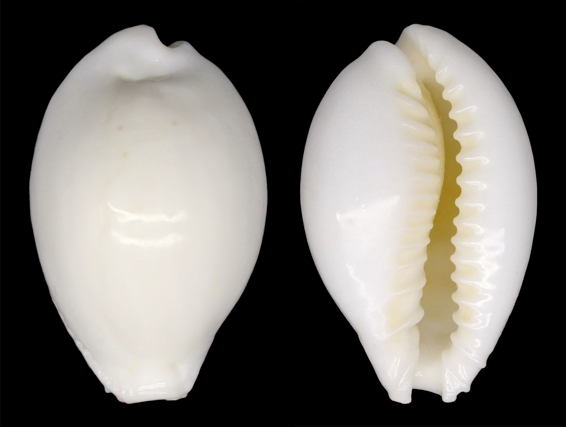 CYPRAEA EBURNEA CYPRAEIDAE Specimen Sea Shell Picture (TS174757FIJI