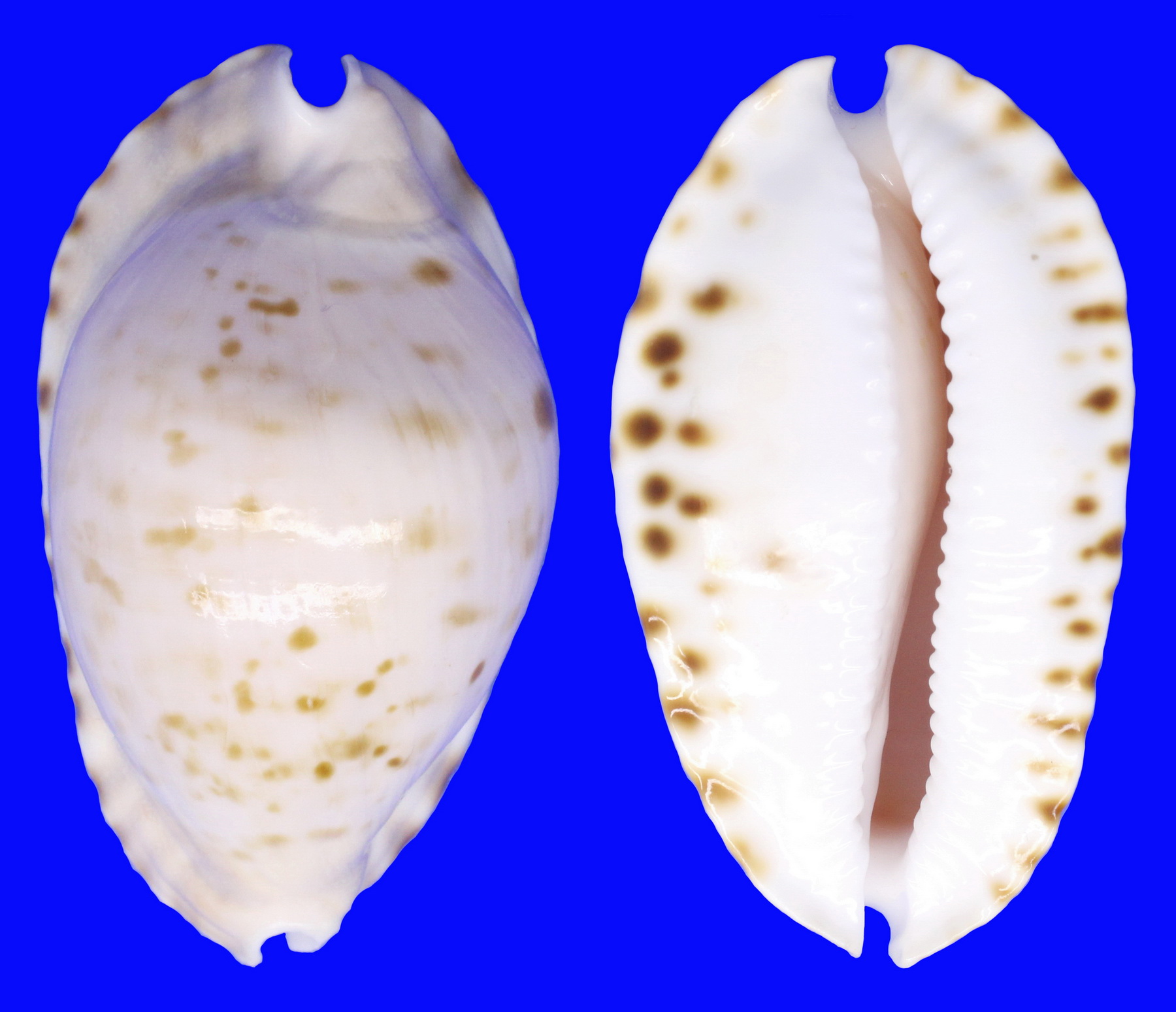 CYPRAEA MARGINATA CONSUETA CYPRAEIDAE Specimen Sea Shell Picture