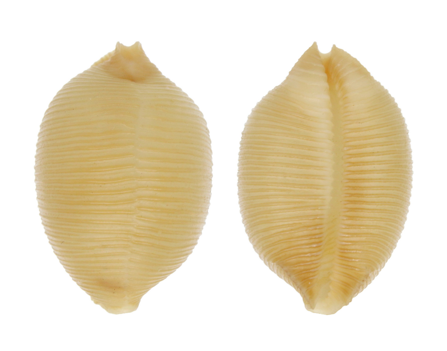 IPSA CHILDRENI NOVAECALEDONIAE CYPRAEIDAE Specimen Sea Shell Picture