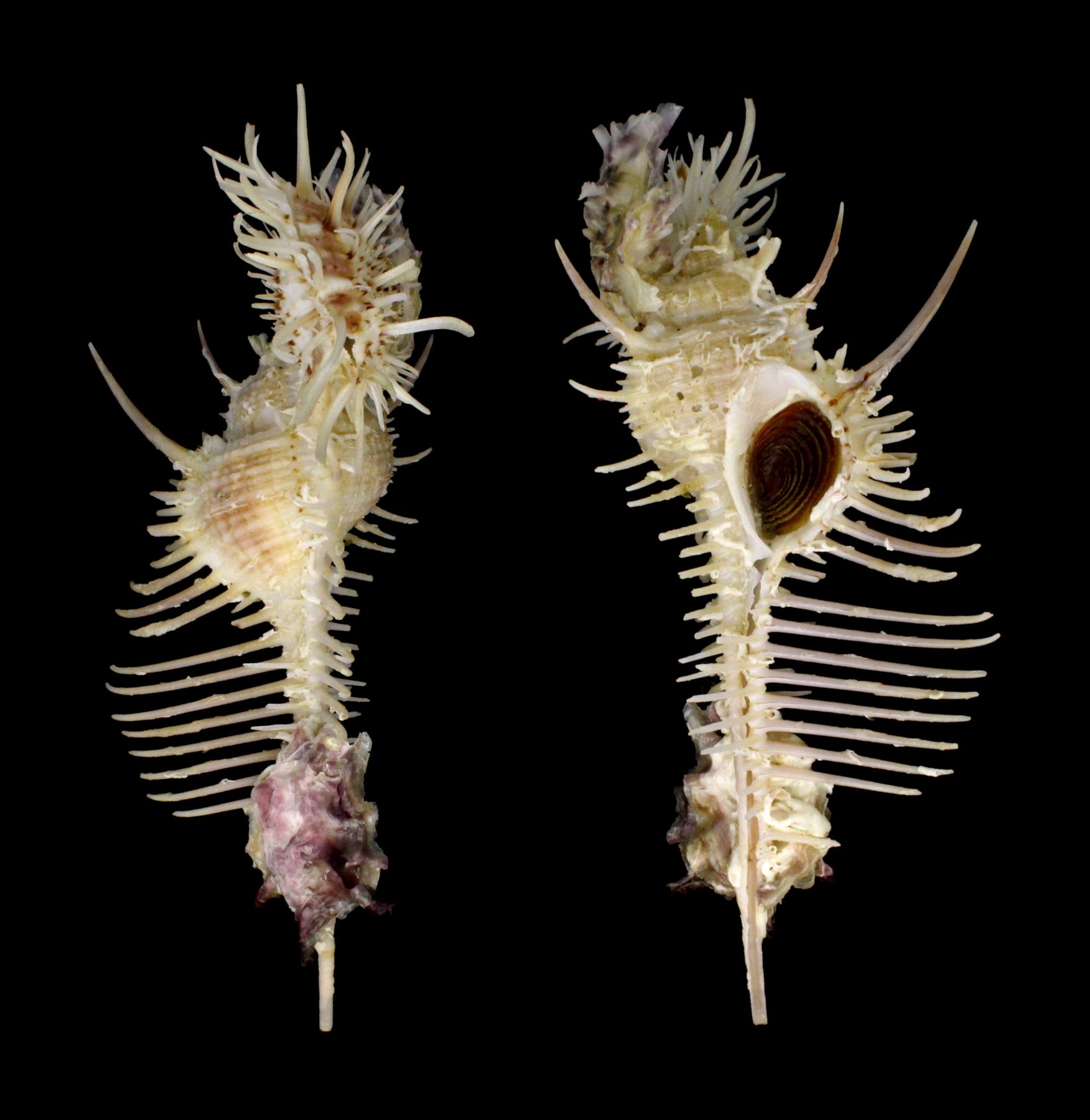 MUREX PECTEN MURICIDAE Specimen Sea Shell Picture (TS206309PHILIPPINES