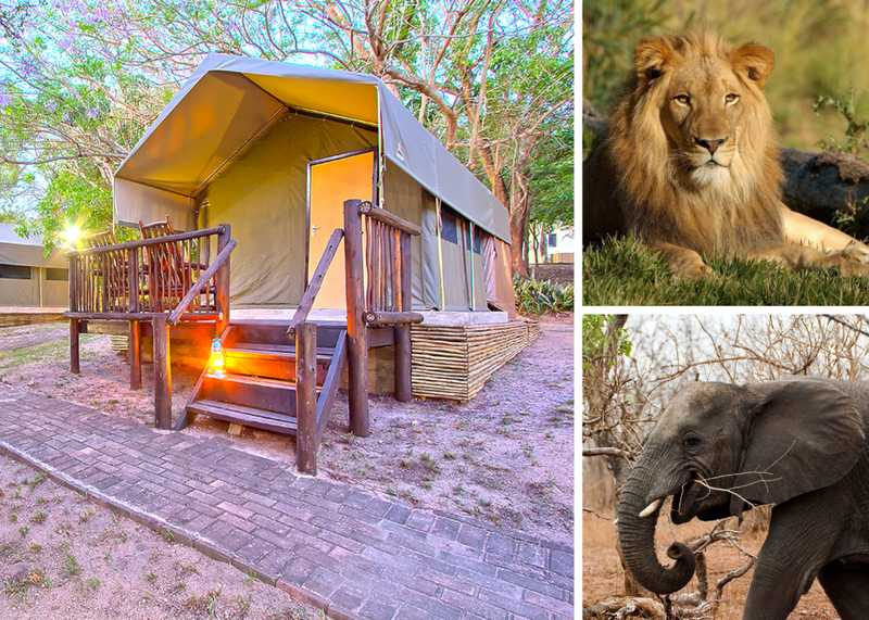 Top Countries for Budget African Safaris