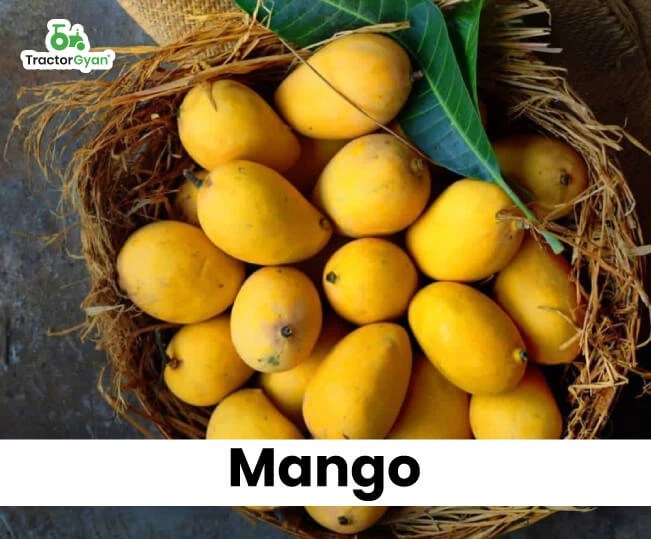 Top 5 Profitable Summer Fruit Crops for Indian Farmers (tg1185)