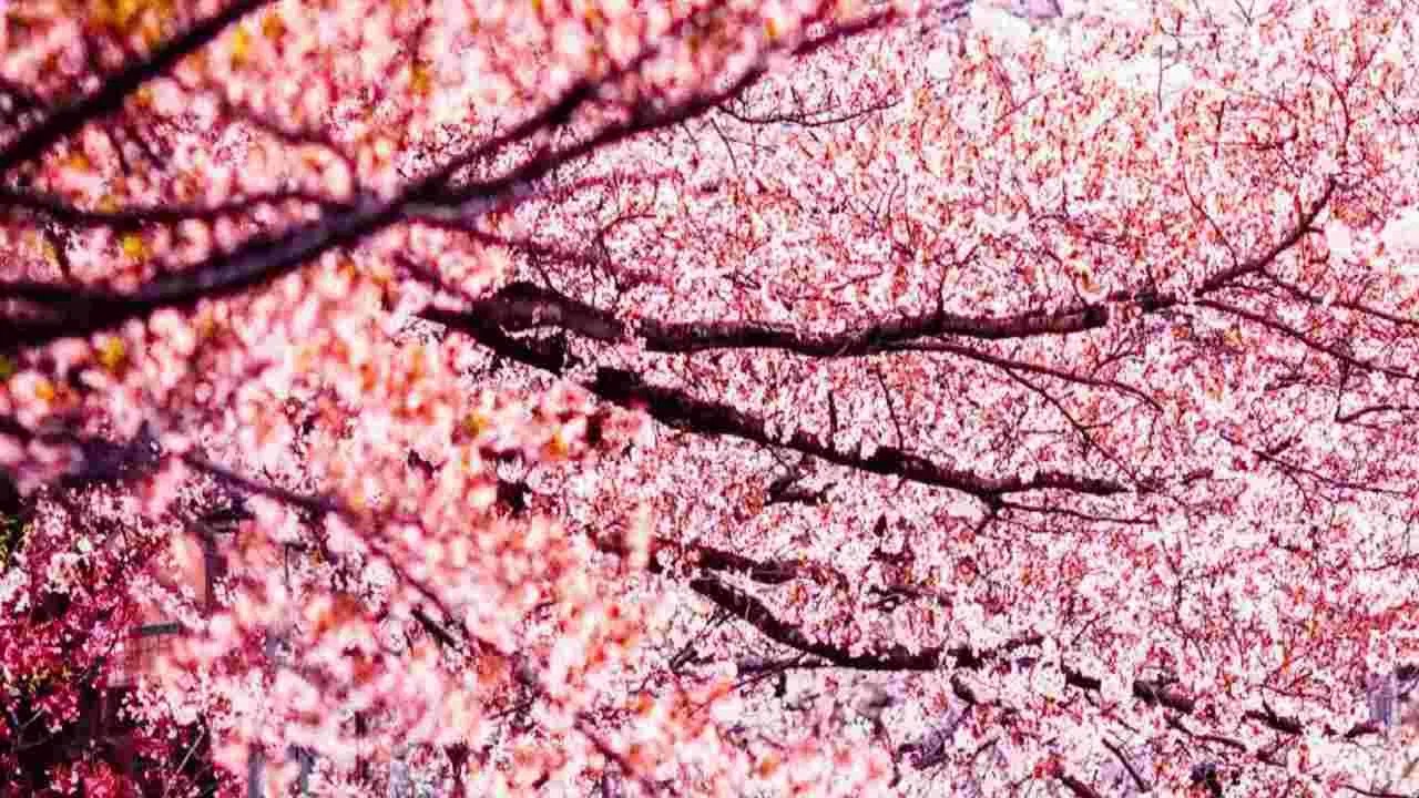 Japanese Cherry Blossoms জাপানি মেয়েদের সৌন্দর্যের রহস্য লুকিয়ে এই