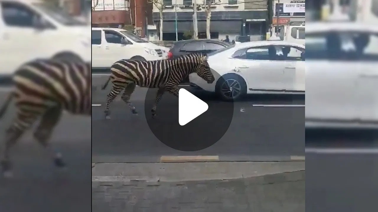 Zebra Crossing Viral Video জেব্রা ক্রসিং পার করছে জেব্রা! Bengali