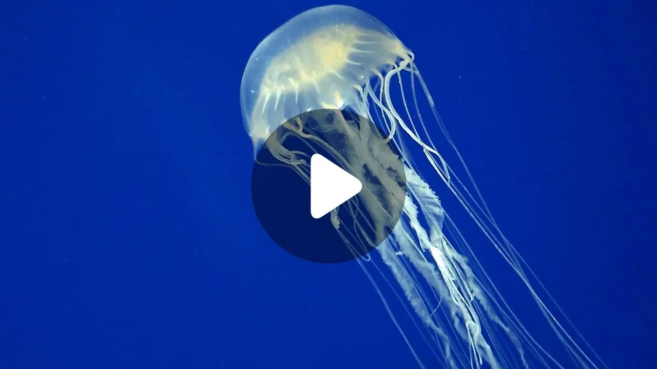 HongKong Jelly Fish হংকংয়ের একটি পুকুর থেকে বেরিয়ে এসেছে ২৪ চোখের