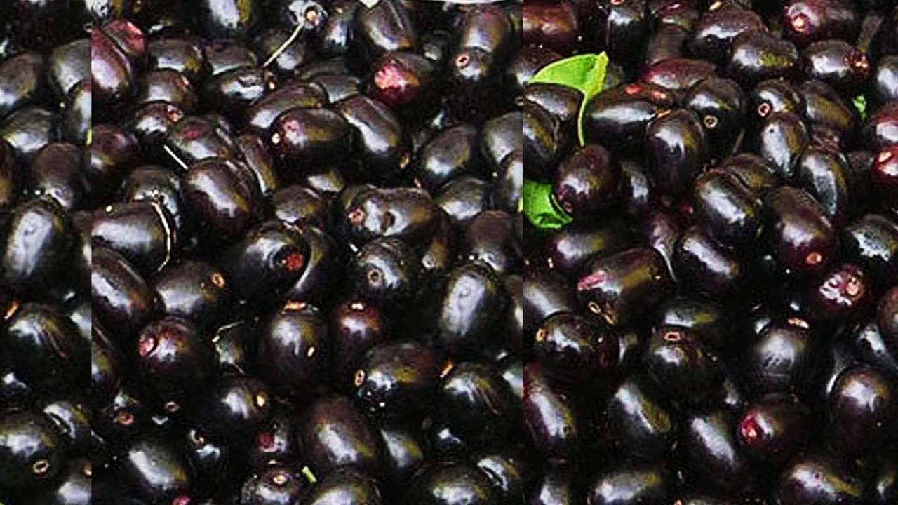 किसानों के लिए आई खुशखबरीजामुन की खेती करने वालों को भी मिलेगी सब्सिडी, जानिए सबकुछ Good News