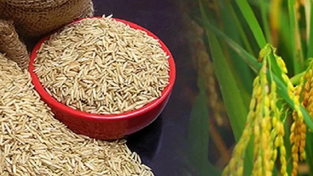 Basmati Rice तेज बारिश ने बिगाड़ा खेल, बढ़ सकती है बासमती चावल की