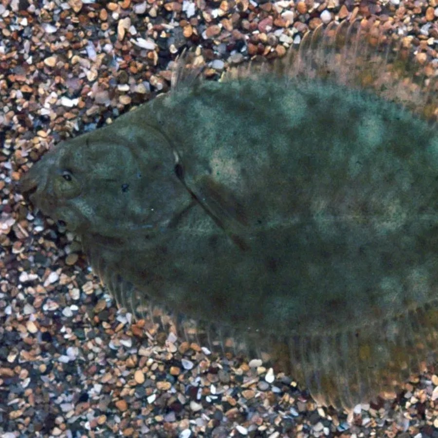 बेहद शातिर होती है ये मछली, शिकार पर बिजली की रफ्तार से करती है अटैक