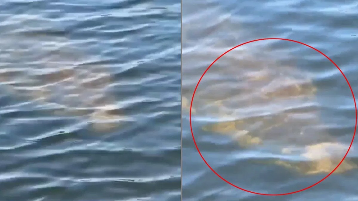 Viral Video: చేపల వేటకు వెళ్లిన వ్యక్తి.. నీటిలో కనిపించింది చూడగా.. అమ్మబాబోయ్.!