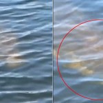 Viral Video: చేపల వేటకు వెళ్లిన వ్యక్తి.. నీటిలో కనిపించింది చూడగా.. అమ్మబాబోయ్.!