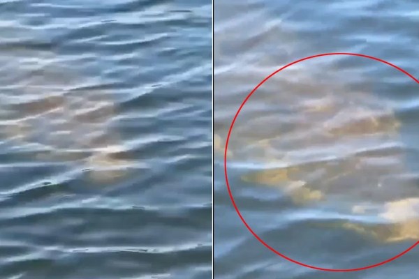 Viral Video: చేపల వేటకు వెళ్లిన వ్యక్తి.. నీటిలో కనిపించింది చూడగా.. అమ్మబాబోయ్.!