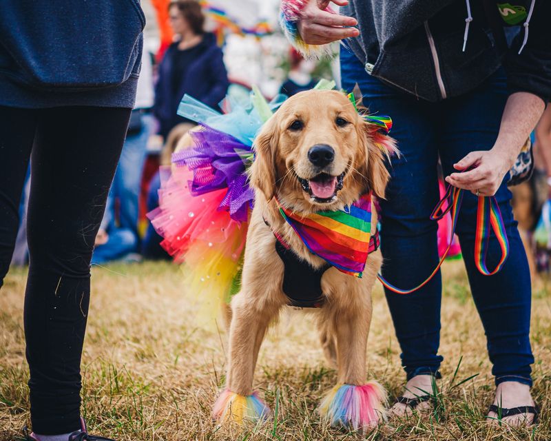 Big Gay Dog Walk 2021 Costume Contest
