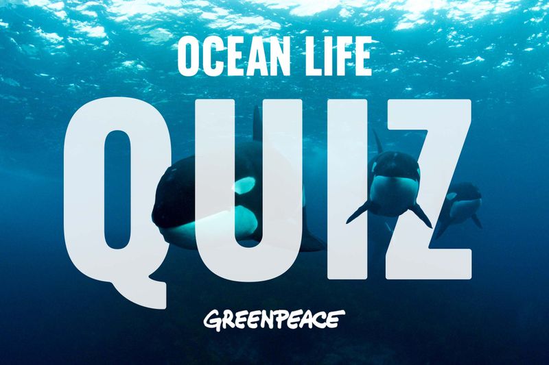 QUIZ Test your knowledge of ocean life