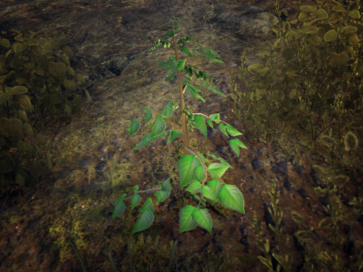 OnlineBlessed Thistle The Unofficial Elder Scrolls Pages (UESP)