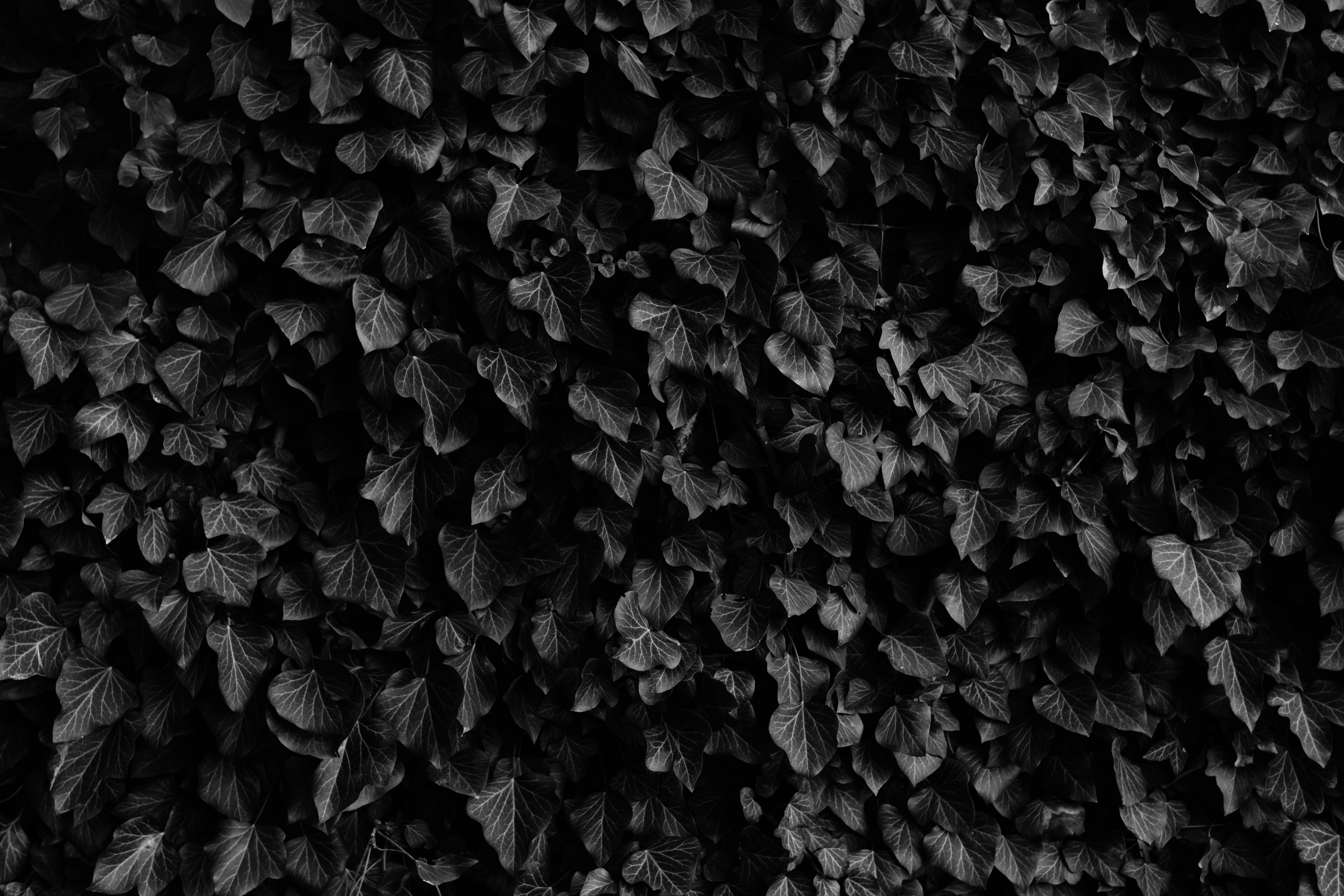 Black Leaves Pictures Download Free Images on Unsplash