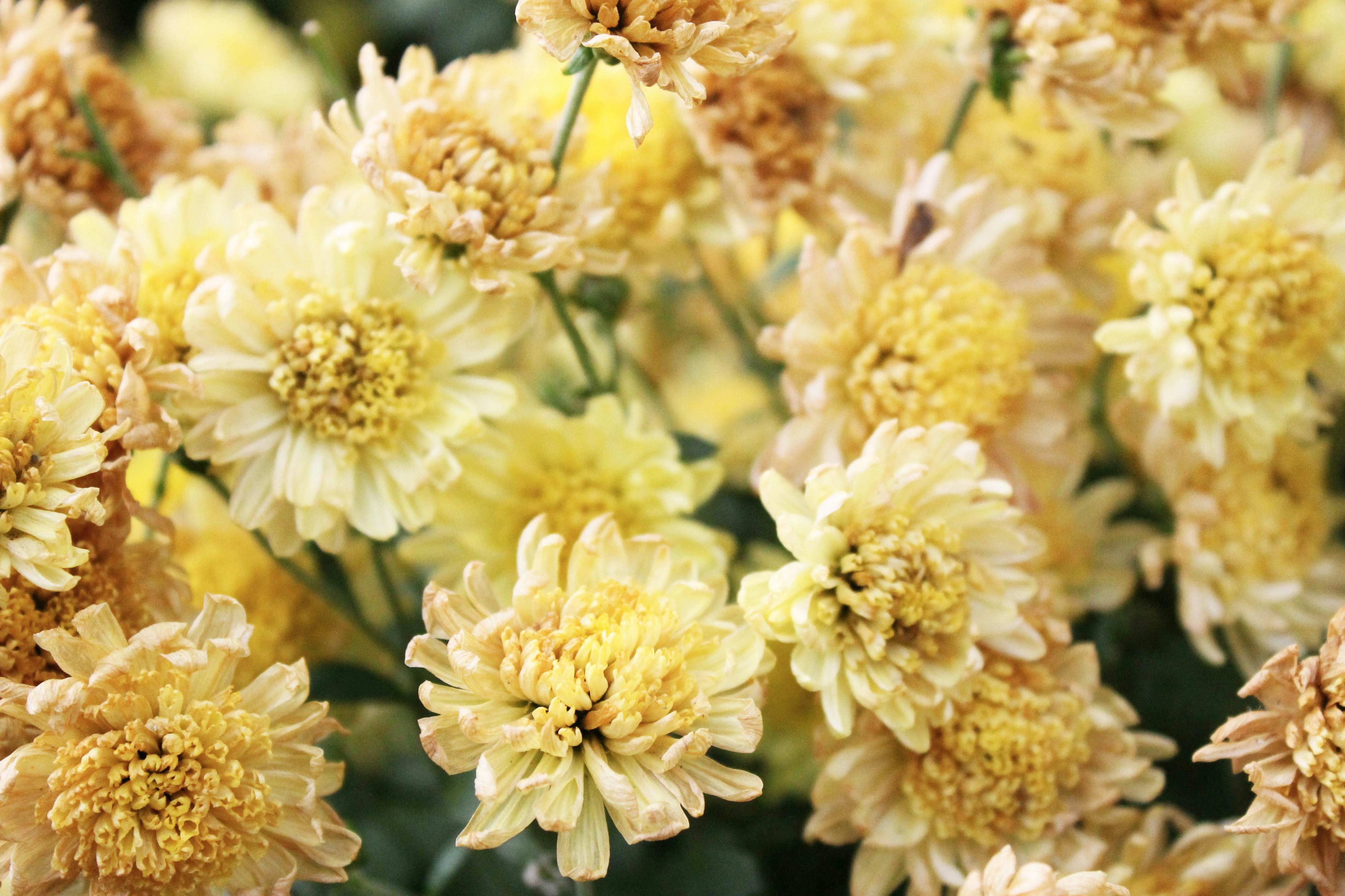 10 Amazing Benefits of Chrysanthemum Tea Apothekure