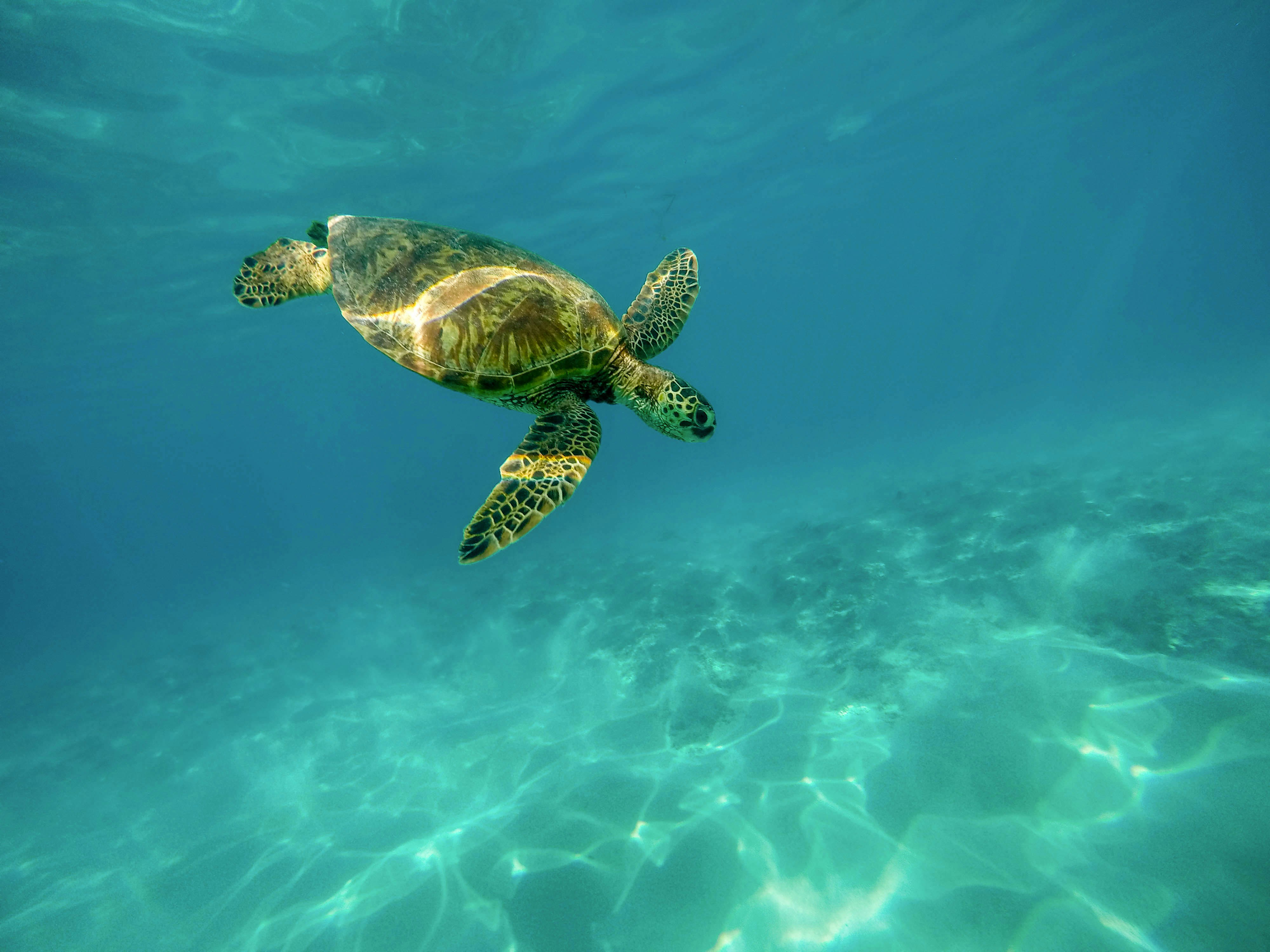 Sea Turtle Pictures Download Free Images on Unsplash