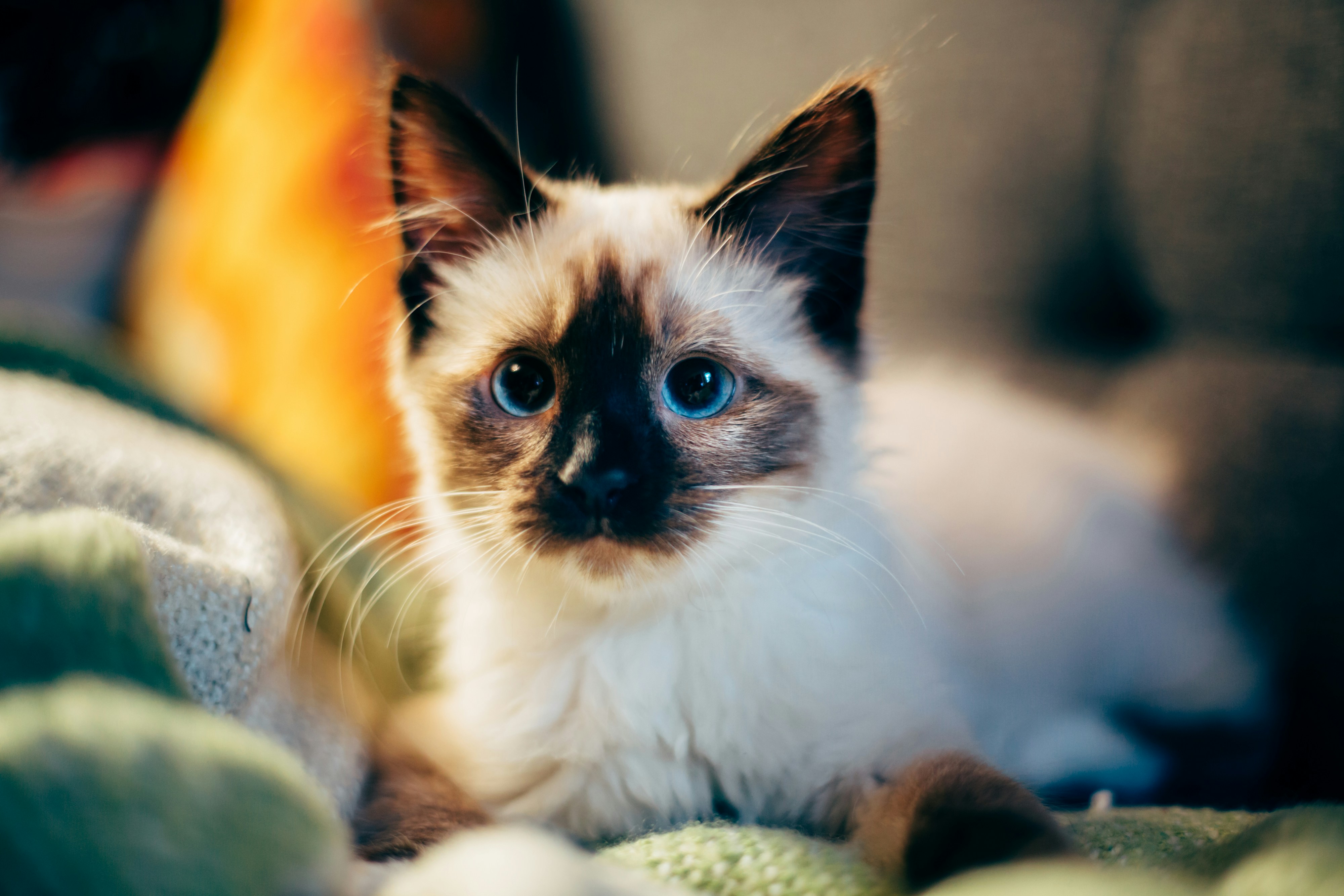 When Do Cats Stop Growing