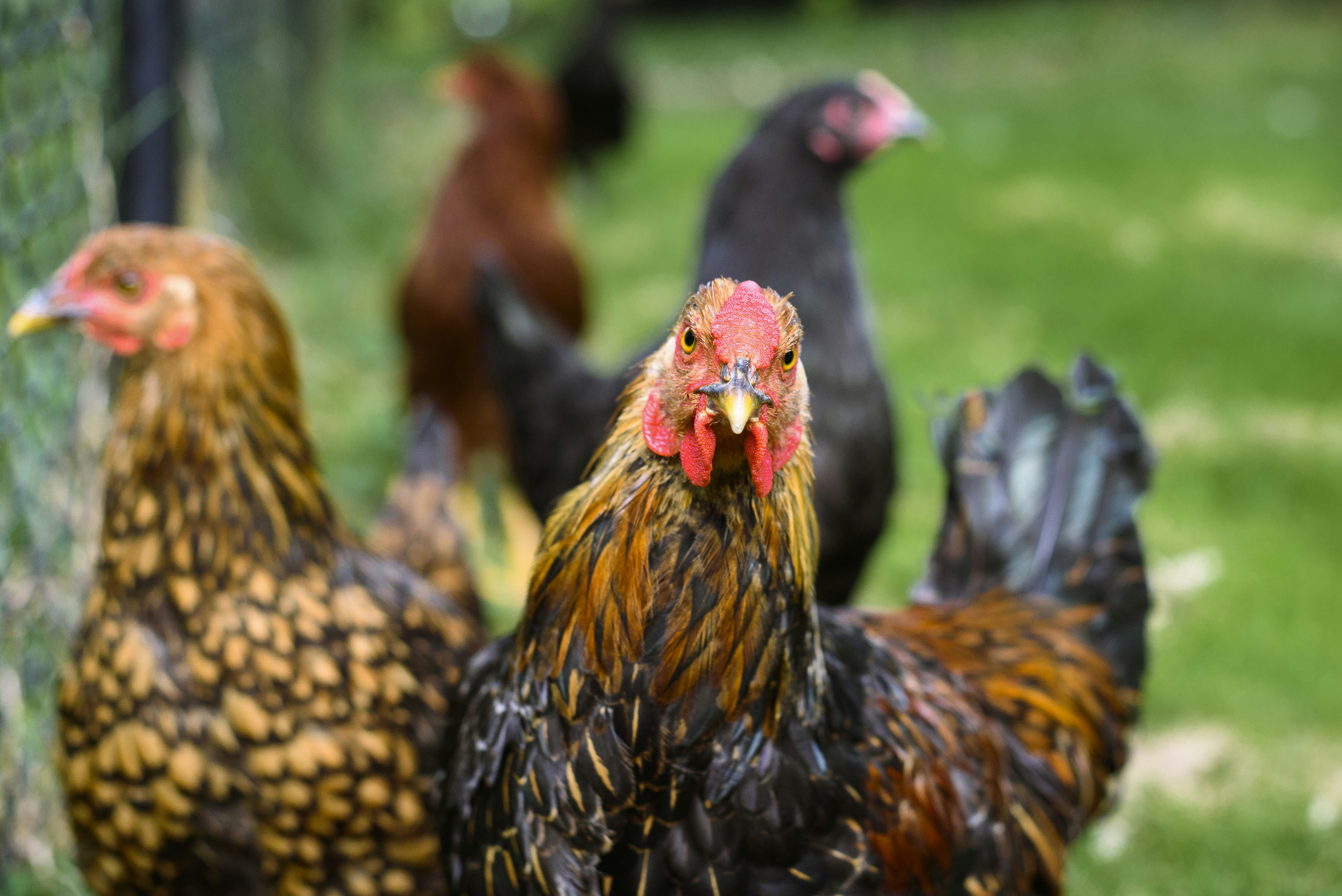 The 8 Best Chicken Feeds For Your Backyard Flock — J&R Pierce Family