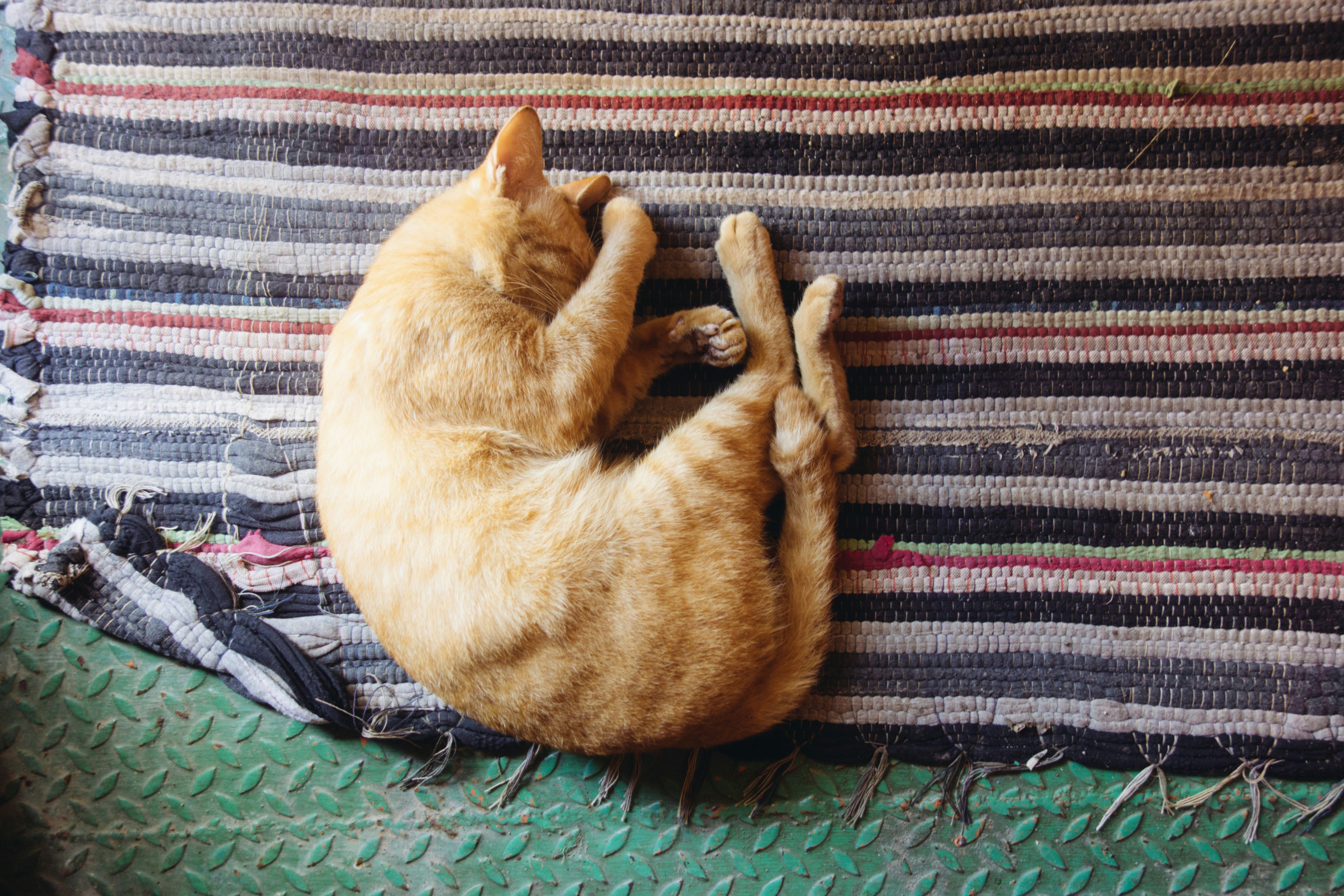 Do Male Cats Spray After Being Neutered Marking The Urine