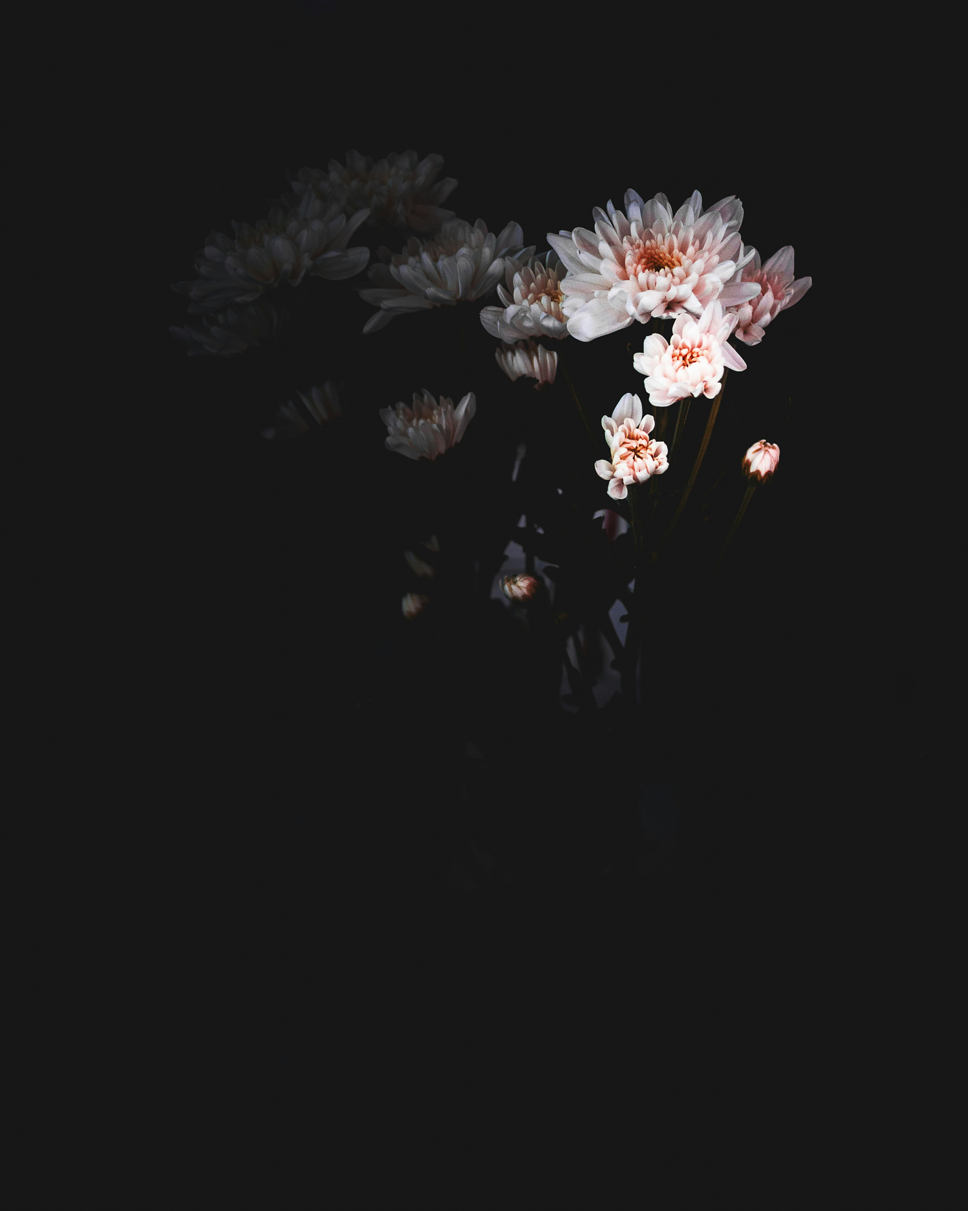 Black Flower Pictures [HD] Download Free Images on Unsplash