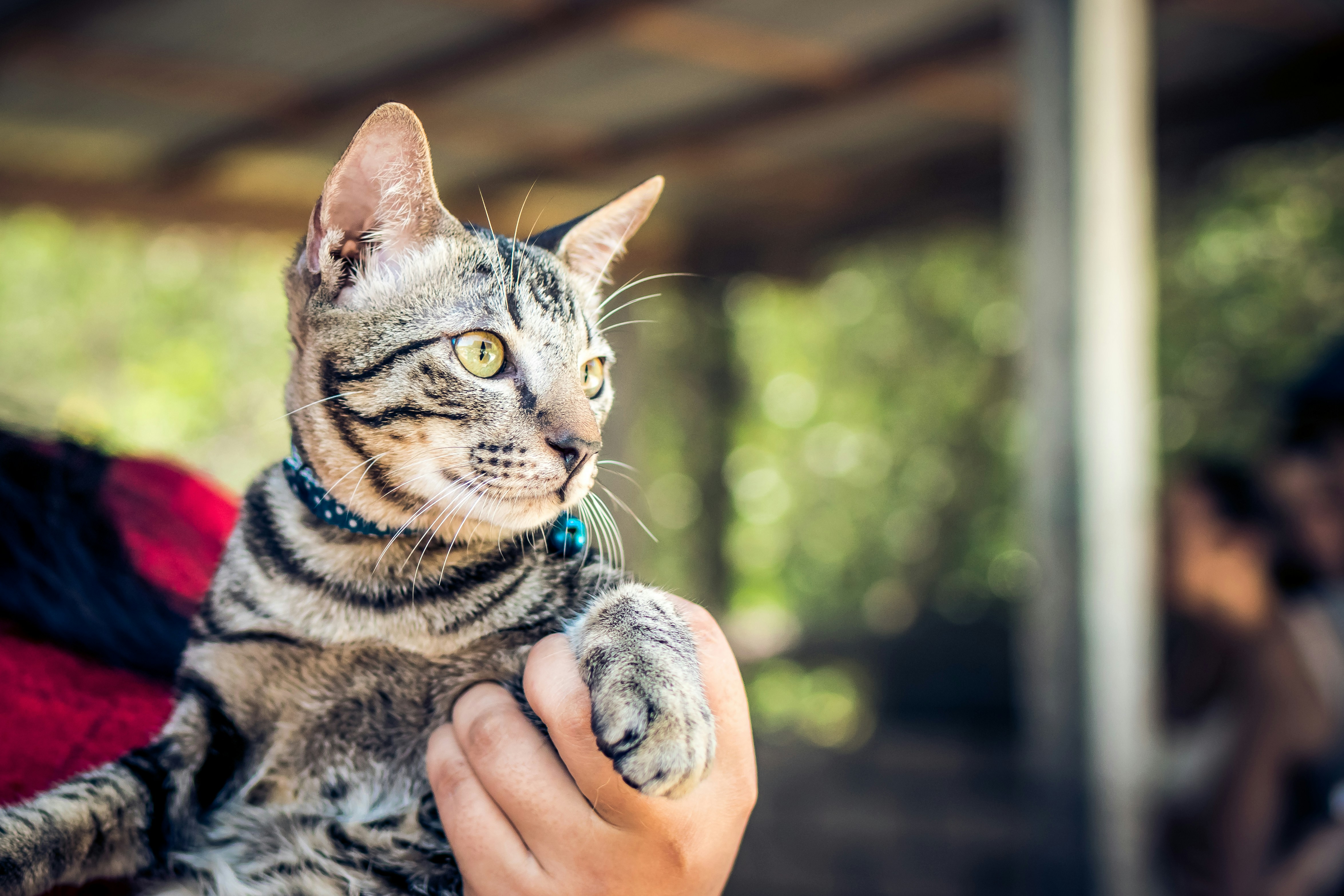 10 Essential Steps for Successful International Pet Relocation