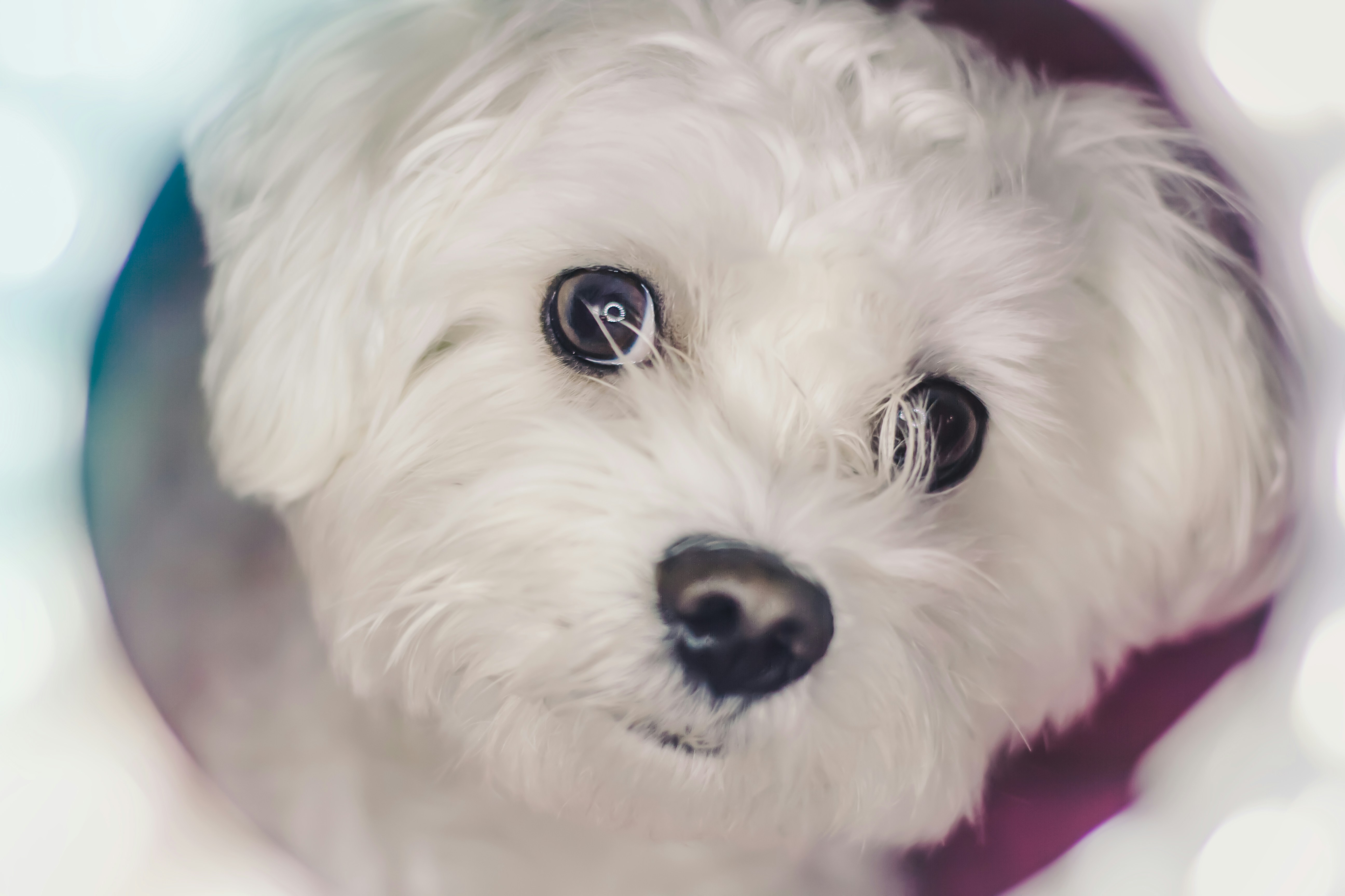 Maltese Dog Pictures Download Free Images on Unsplash