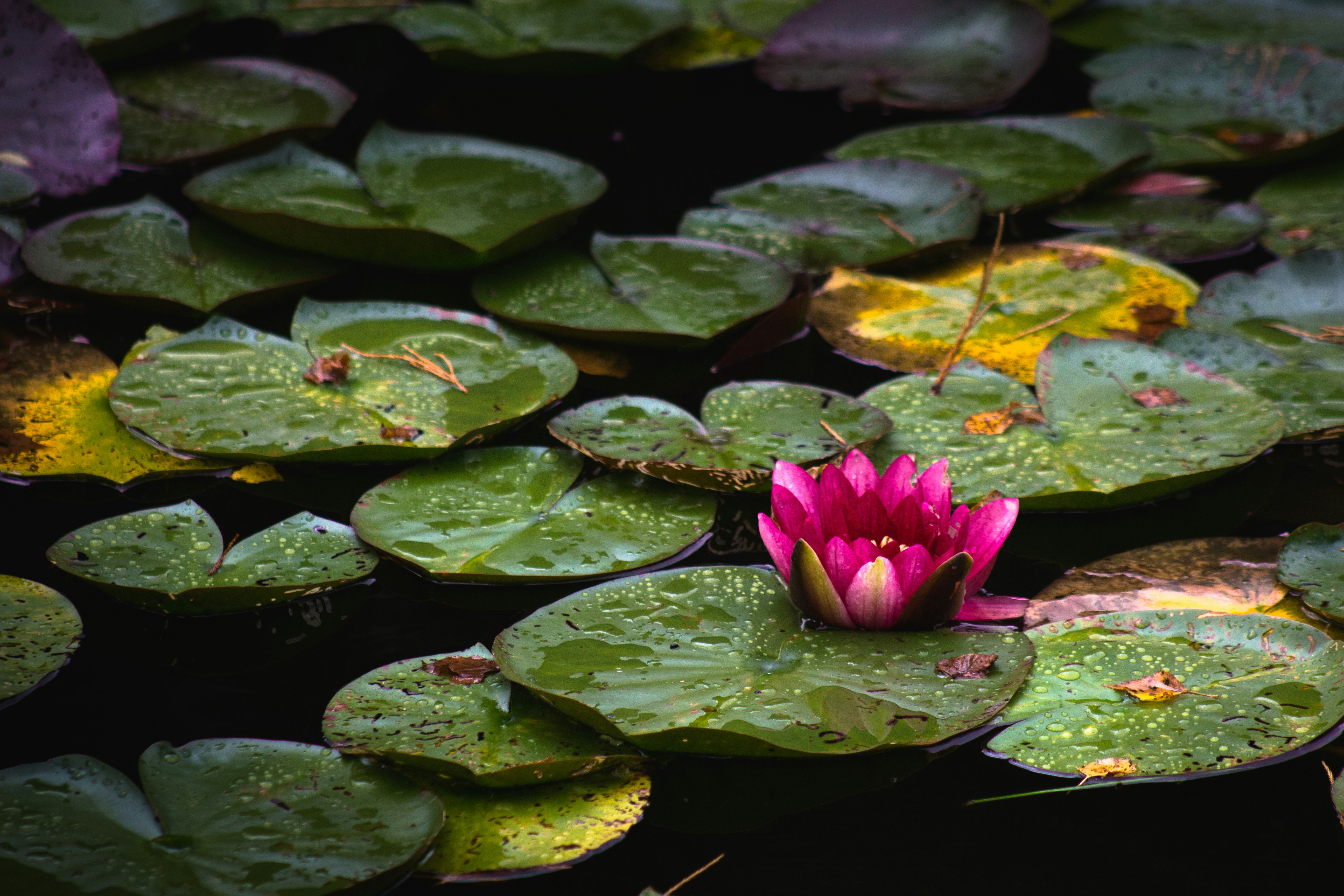 green lily pads on water photo Free Flower Image on Unsplash